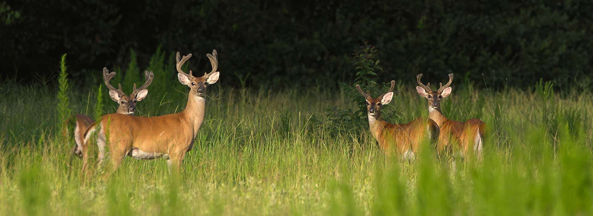 Deer Hunts