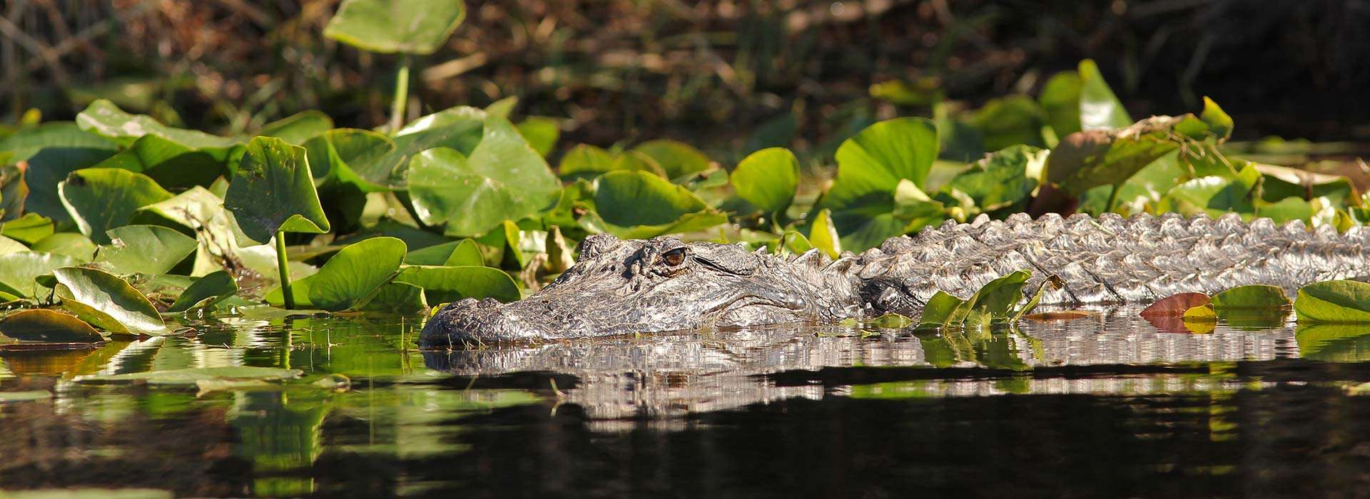 Gator Hunts