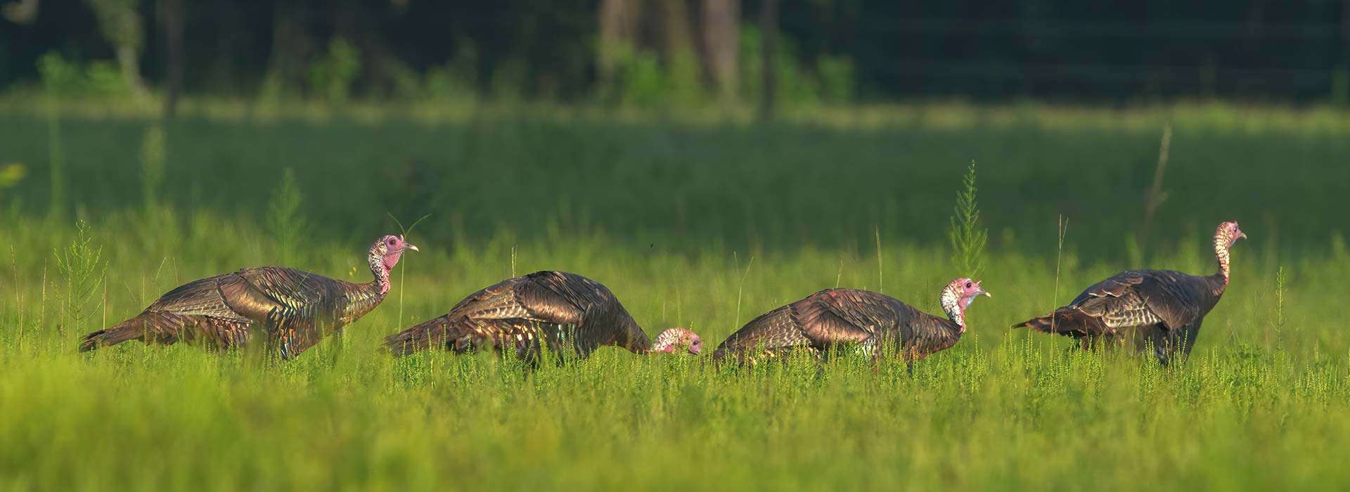 Turkey Hunts