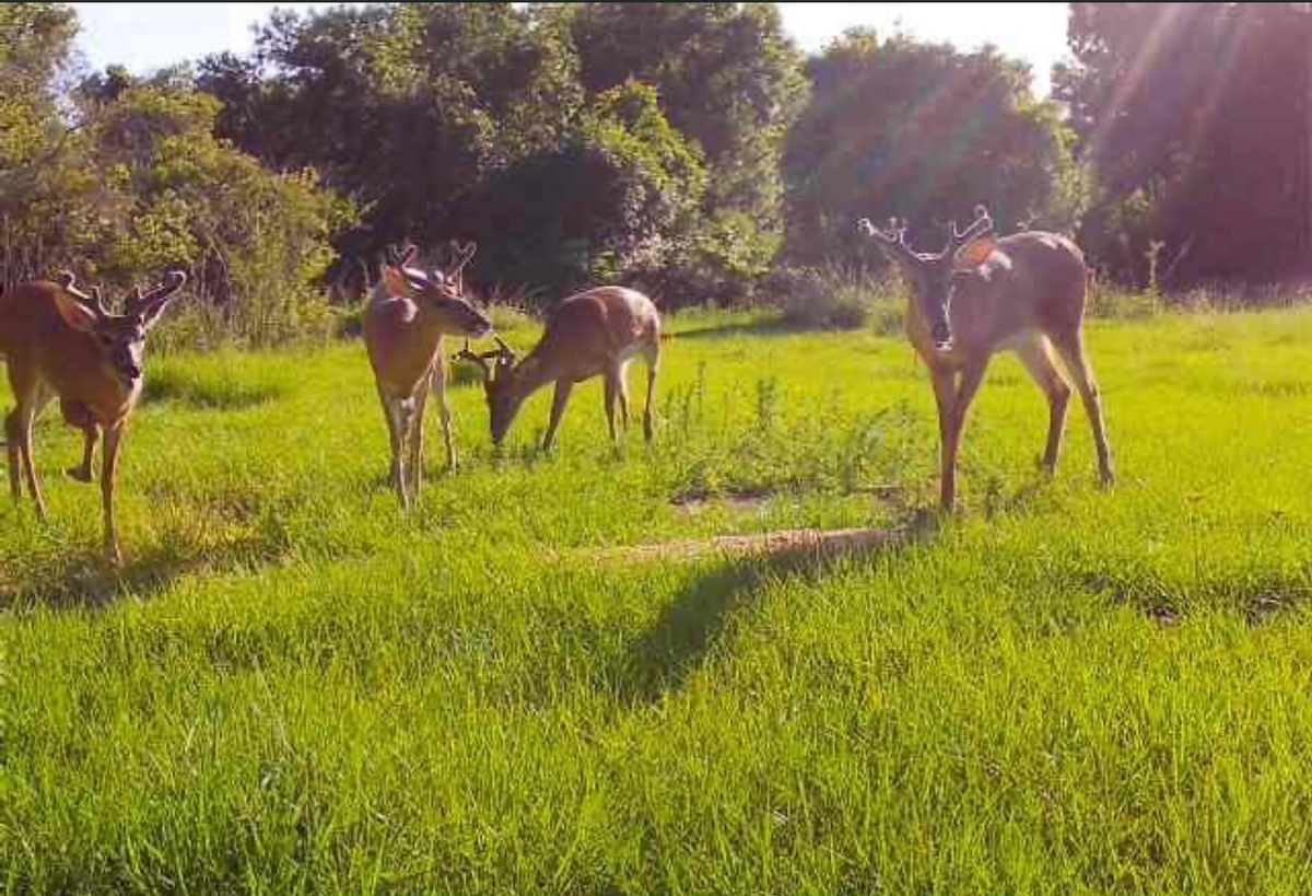 Florida Deer Hunts